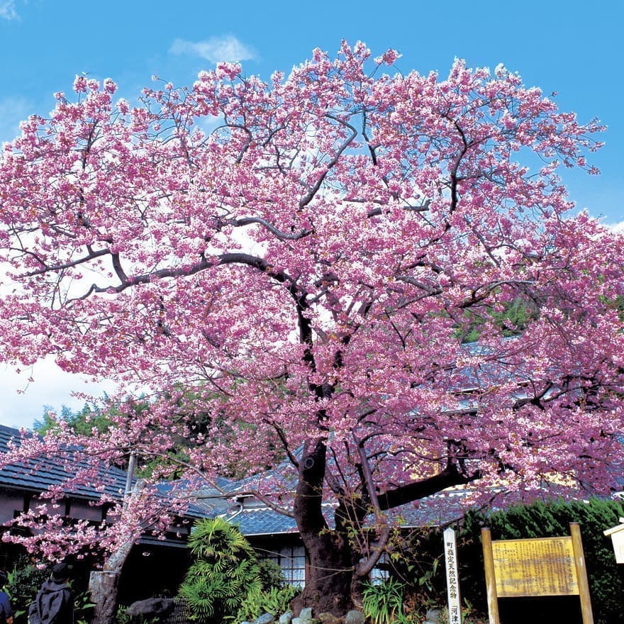 河津桜って何
