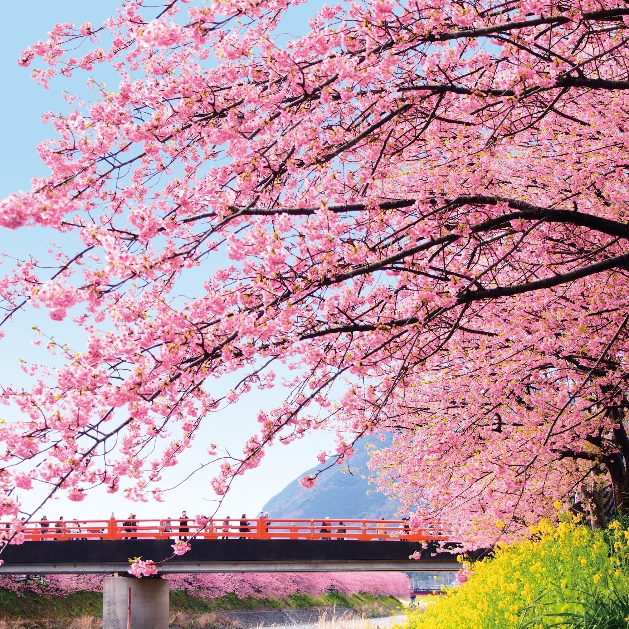河津桜って何