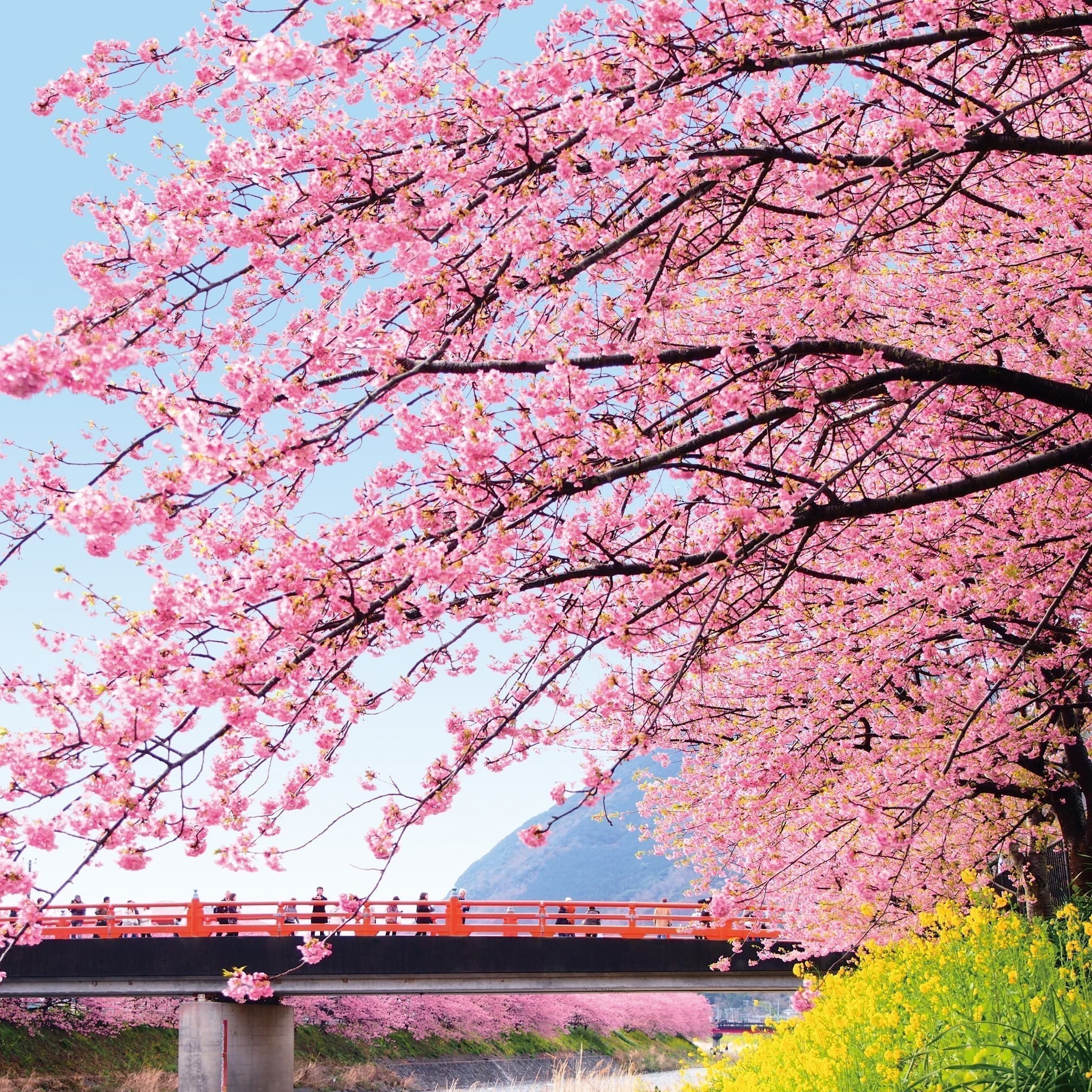 の 苗 河津 桜 原木