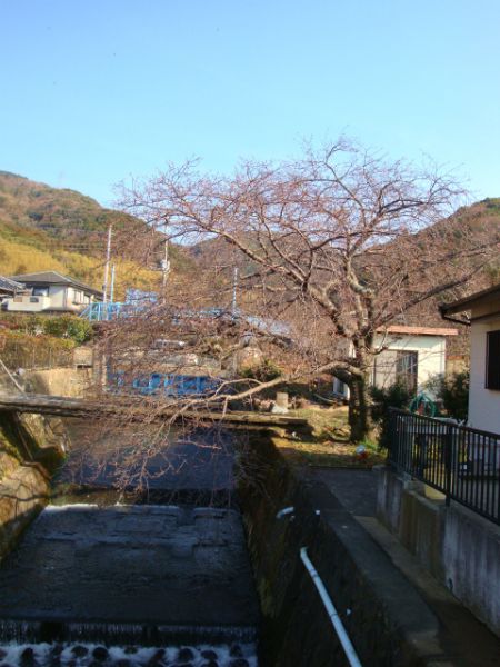 くるまの桜