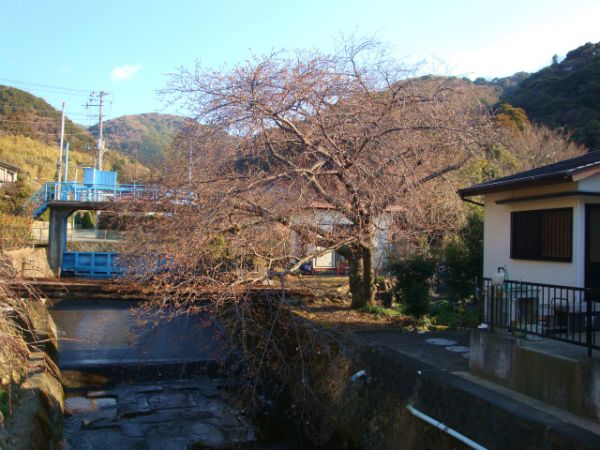 くるまの桜