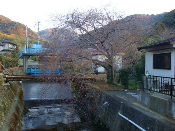 くるまの桜