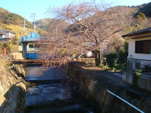 くるまの桜