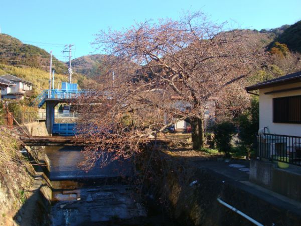 くるまの桜