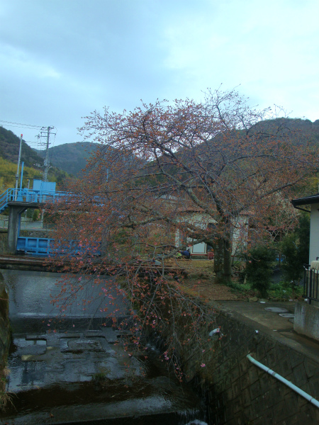 くるまの桜