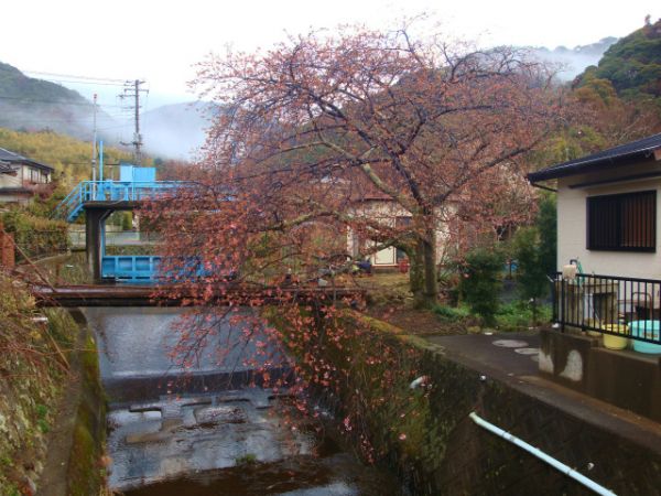 くるまの桜