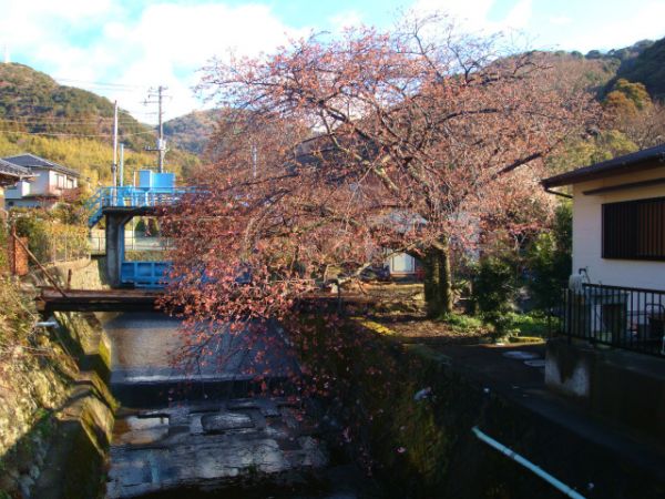 くるまの桜
