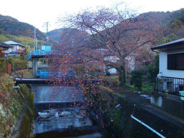 くるまの桜