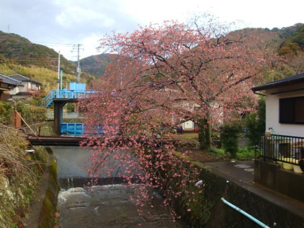 くるまの桜