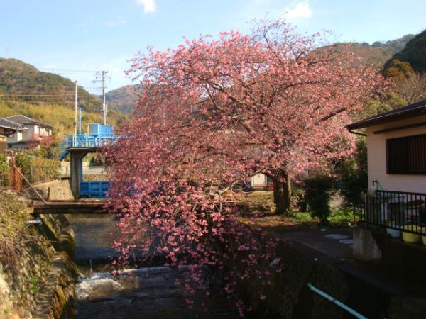 くるまの桜