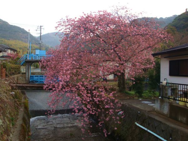 くるまの桜