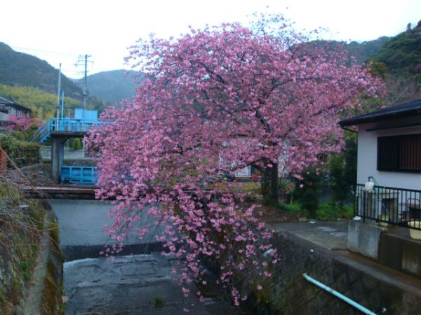 くるまの桜