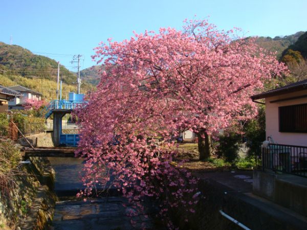 くるまの桜