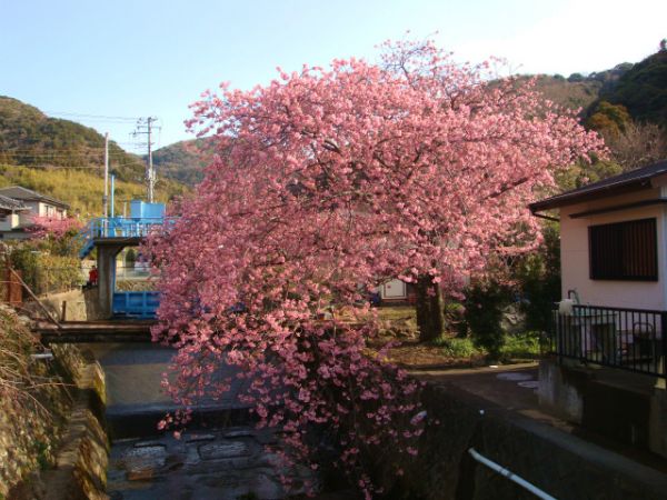 くるまの桜
