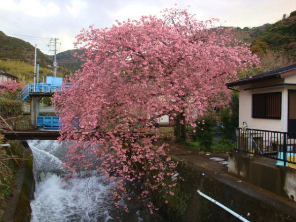 くるまの桜