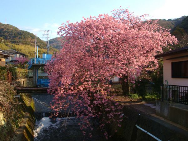 くるまの桜