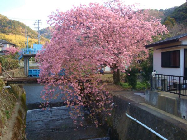 くるまの桜