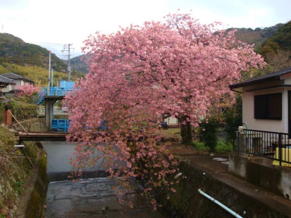 くるまの桜