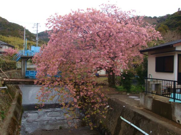 くるまの桜