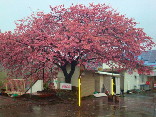 友城の桜
