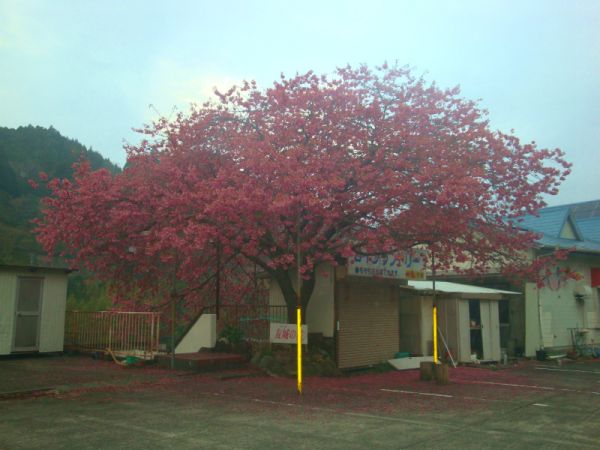 友城の桜