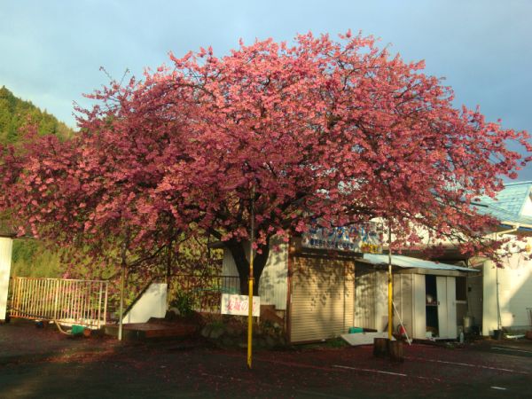 友城の桜