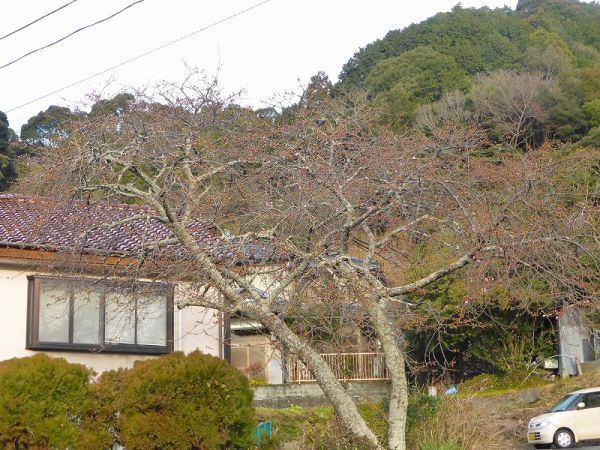 湯ヶ野駐車場周辺