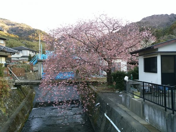 いでゆ橋付近　くるまの桜