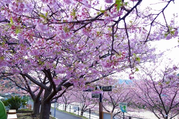 沢田涅槃堂駐車場