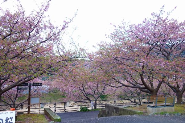 沢田涅槃堂駐車場