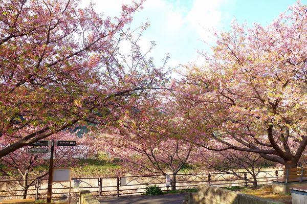 沢田涅槃堂駐車場