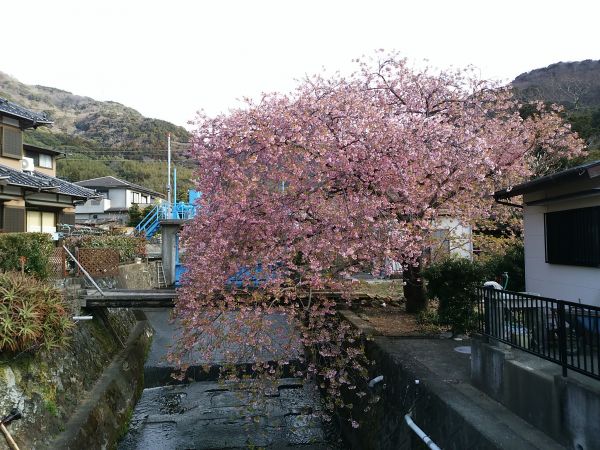 いでゆ橋付近　くるまの桜