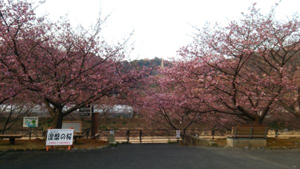 涅槃の桜