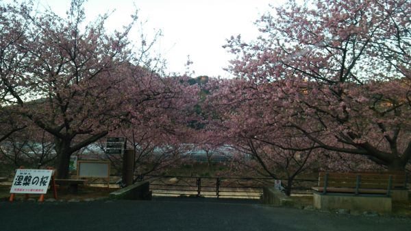 涅槃の桜