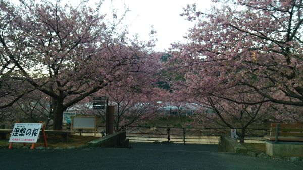 涅槃の桜