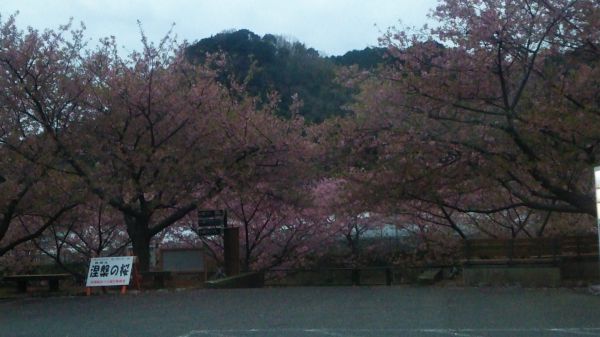 涅槃の桜