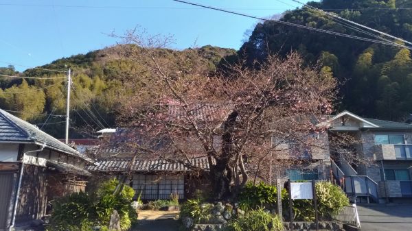 河津桜原木