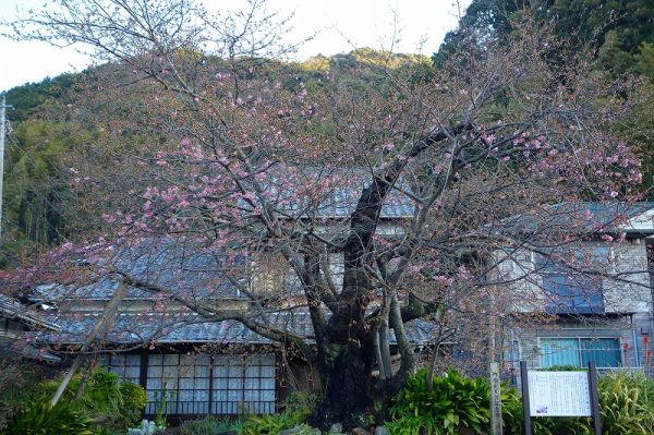 河津桜原木