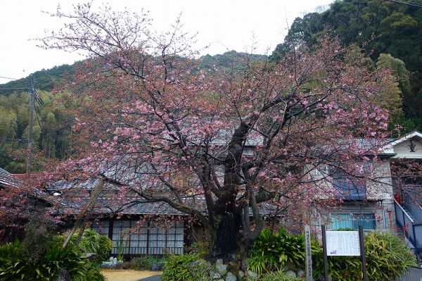 河津桜原木