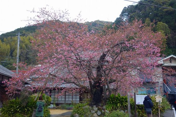 河津桜原木