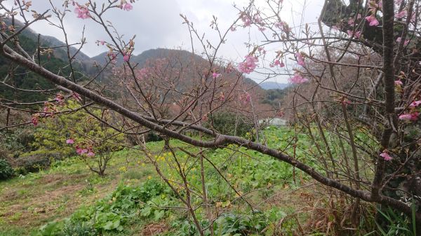 わさび園かどや裏