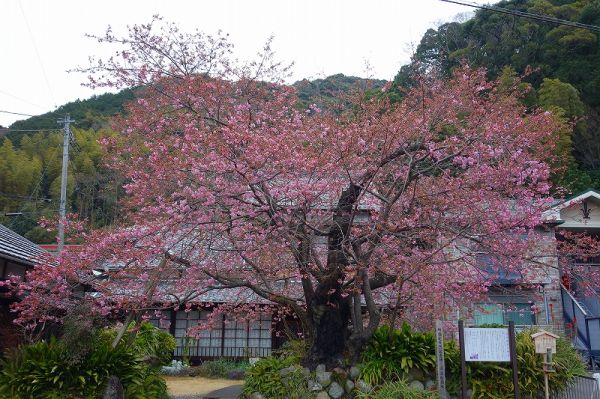 河津桜原木