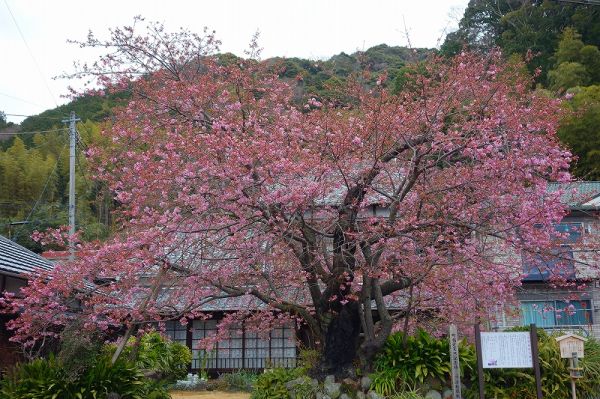 河津桜原木