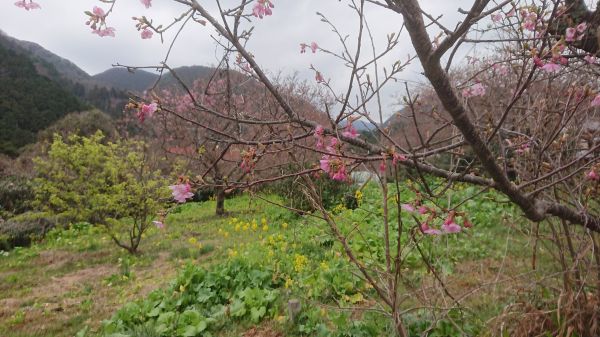 わさび園かどや裏