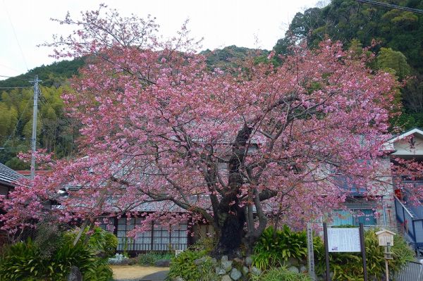 河津桜原木