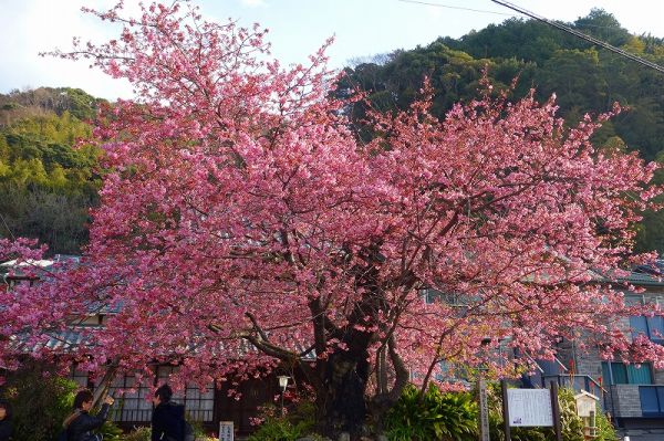 河津桜原木