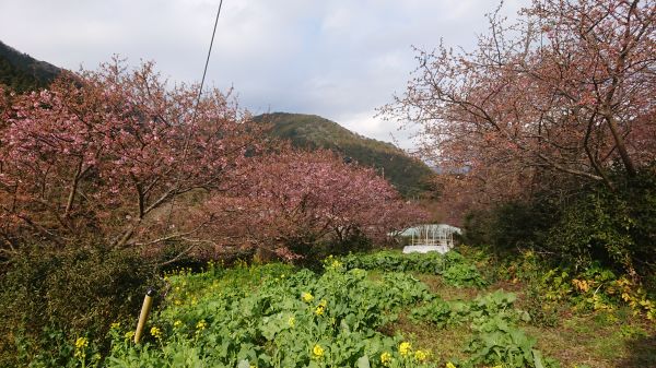 わさび園かどや裏