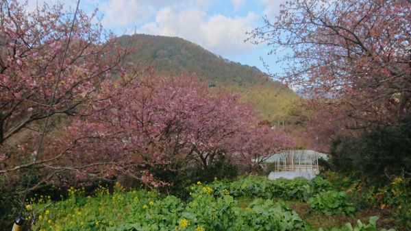 わさび園かどや裏
