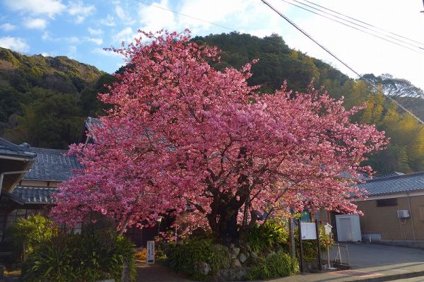 河津桜原木