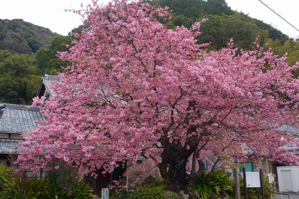 河津桜原木